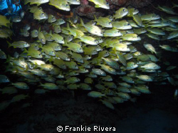 School of grunts @ Andrea Dive Site by Frankie Rivera 